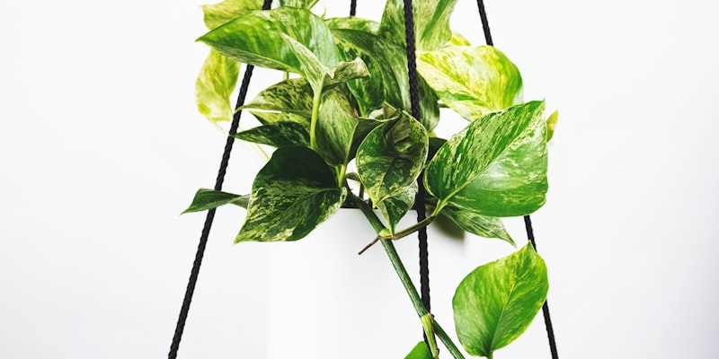 2026年世界杯前瞻宣传图 - 北美体育场与球迷海洋